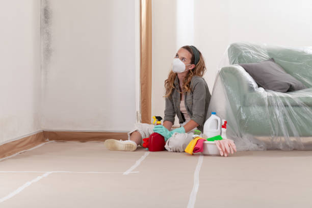Reliable Basement Mold Removal contractor in Grand Haven, MI by Cheap Mold Removal