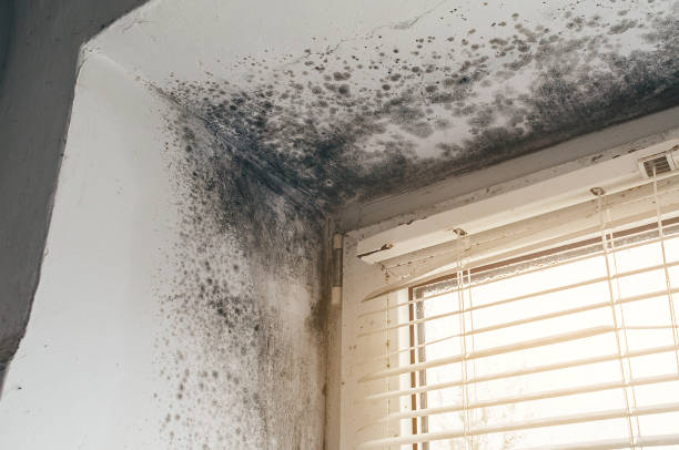 Affordable Basement Mold Removal solutions in Grand Haven, MI